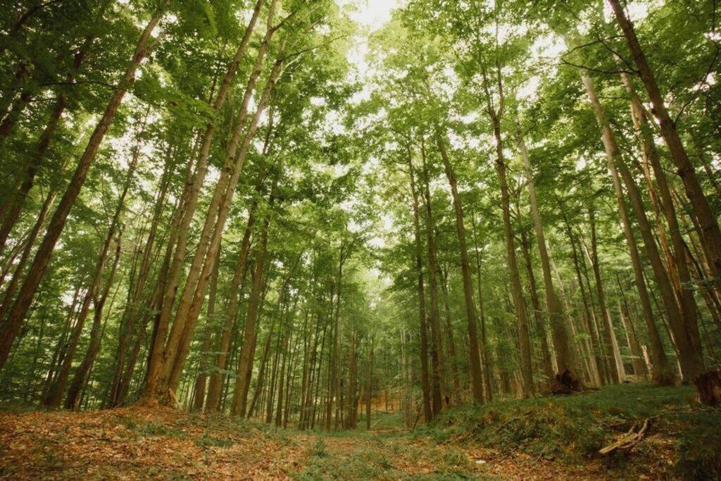 הוילה Reed City Wilderness Vista Retreat מראה חיצוני תמונה